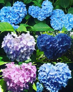大阪最大的紫陽花公園 絕對會讓你愛上六月季節 一整片顏色夢幻的紫陽花搭配上雨景特別有詩意 Girlsmood 女生感覺