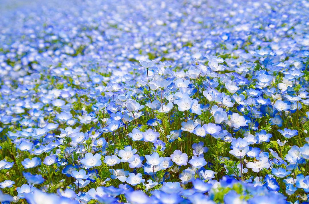 踏入一望无际的蓝色童话仙境:一生必去的日本梦幻粉蓝花海,4月中旬