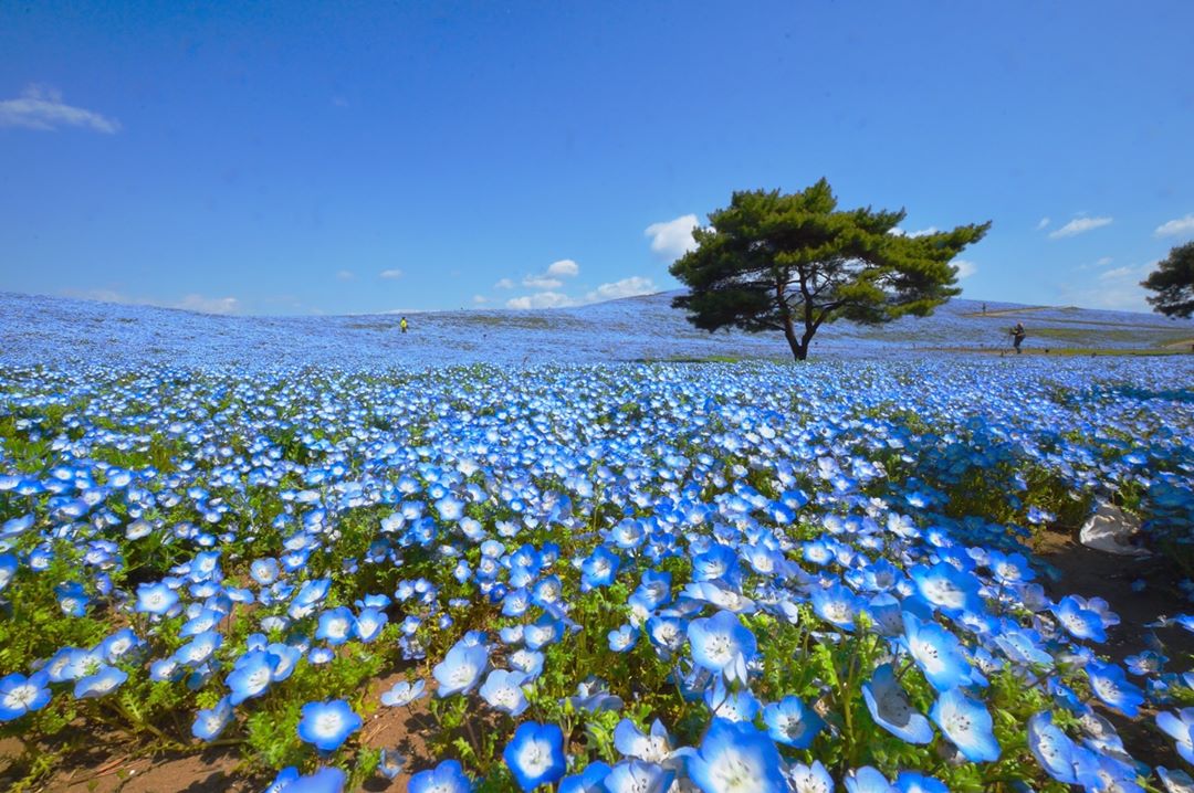 踏入一望无际的蓝色童话仙境:一生必去的日本梦幻粉蓝花海,4月中旬