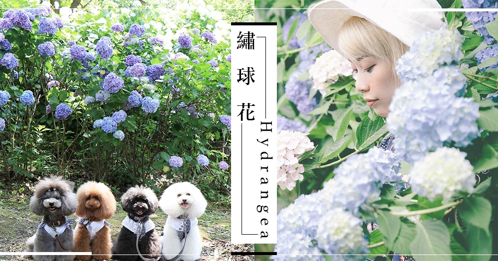 大阪最大的紫陽花公園 絕對會讓你愛上六月季節 一整片顏色夢幻的紫陽花搭配上雨景特別有詩意 Girlsmood 女生感覺