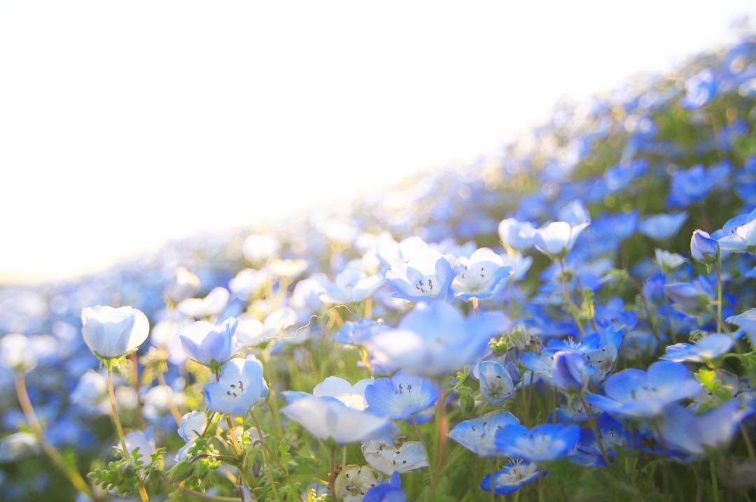 踏入一望無際的藍色童話仙境 一生必去的日本夢幻粉藍花海 4月中旬就能看見遍地的藍粉蝶花 Girlsmood 女生感覺