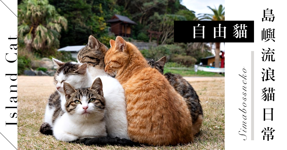專門拍攝流浪貓！日本超暖心攝影師分享「貓の互動」作品系列，超多可愛的島嶼上的自由貓～