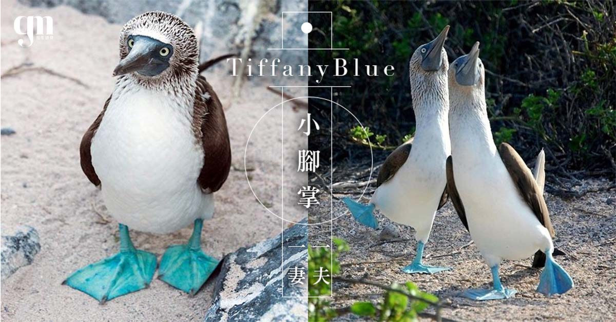 動物界中的「一夫一妻」制！超罕有 Tiffany Blue 藍腳鰹鳥，愛定了就不放手～ 一生只愛一鳥浪漫破表♡