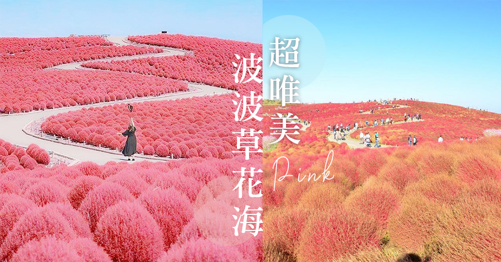 東京絕美打卡點！波波草海到達每年的盛開期～ 被夢幻粉紅花海包圍少女心爆發！