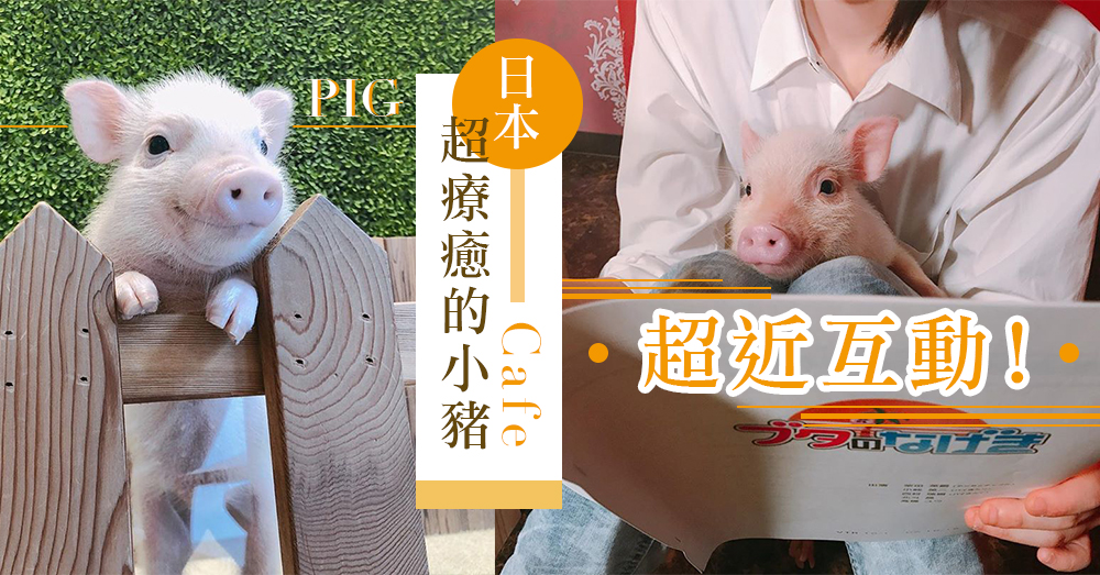 跟小豬玩遊戲～ 日本「Mipig Cafe」到處都是超療癒的可愛小豬，絕對會被萌到昏倒！
