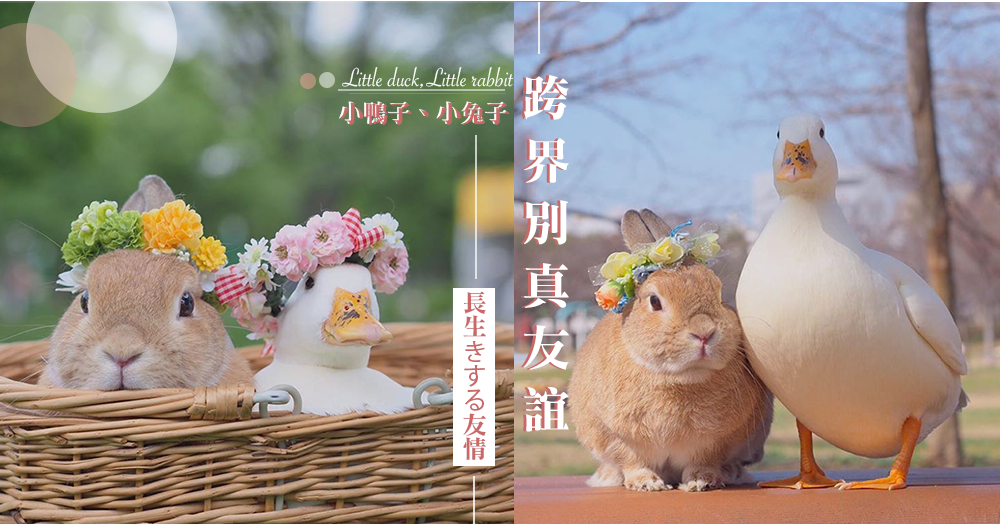 超療癒的毛絨絨倆小無猜，超珍貴的跨界別友誼～日本軟綿綿小兔和小鴨，展現超強的友情力量！