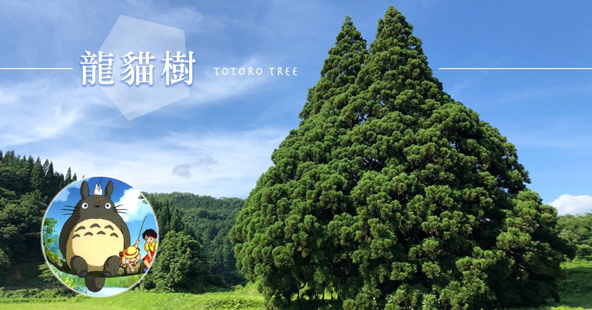 龍貓迷注意～日本鮭川村竟出現「龍貓樹」！