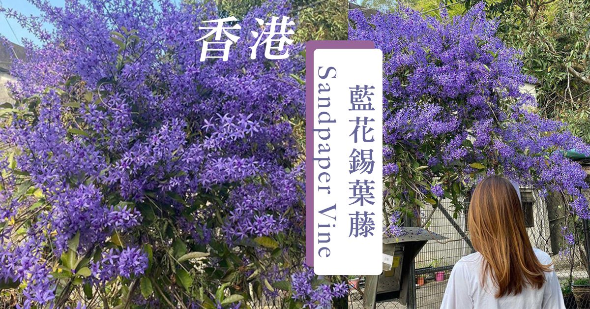 香港罕見！夢幻紫色花藤～浪漫淡雅的藍花錫葉藤，花期有限到四月！
