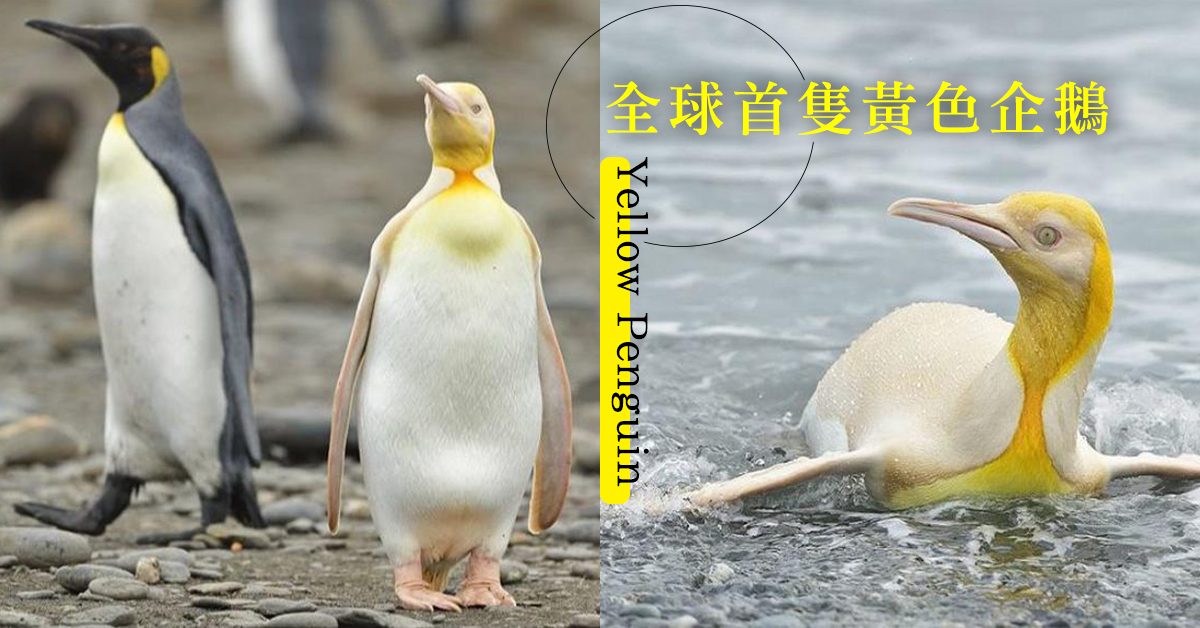全球首現罕見金黃色企鵝！比利時攝影師幸運捕捉成功～