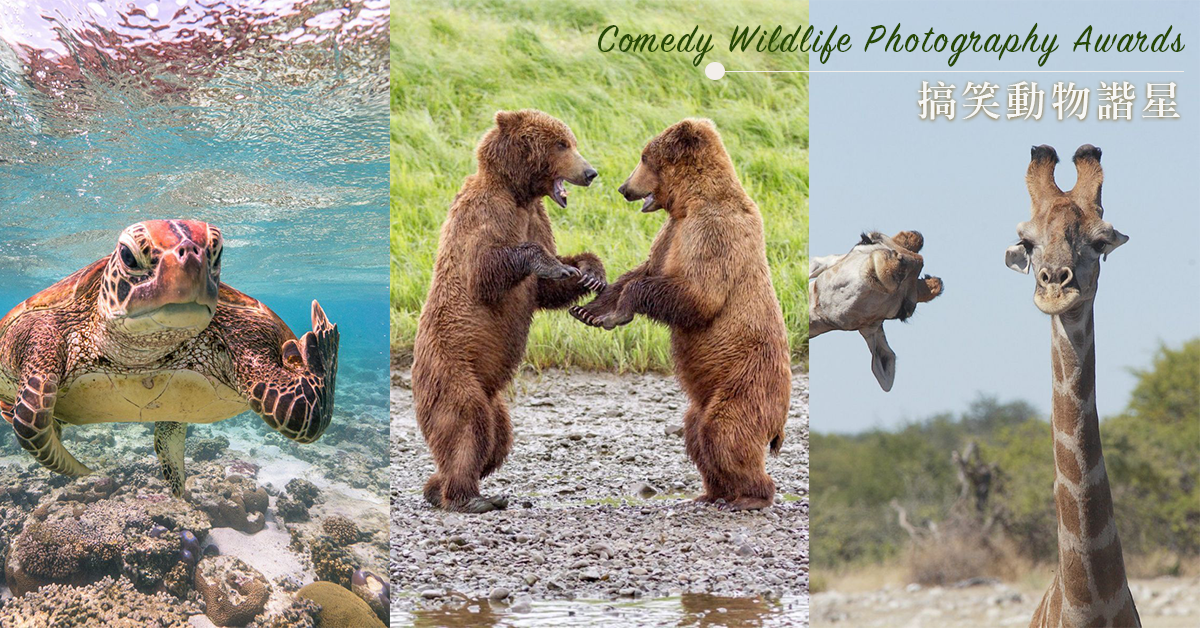 搞怪野生動物攝影大賽 讓人捧腹大笑的反轉魅力