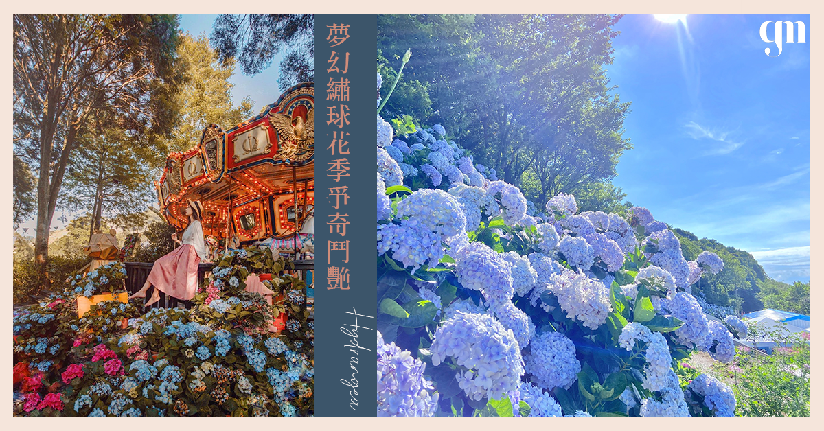 夢幻色繡球花季爭奇鬥艷 香港台灣花迷別錯過限定最美「後花園」啦