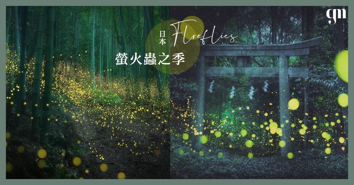 日本螢火蟲之季，狀觀小尾燈點綴一片森林，過千燈光編織成美麗的畫面