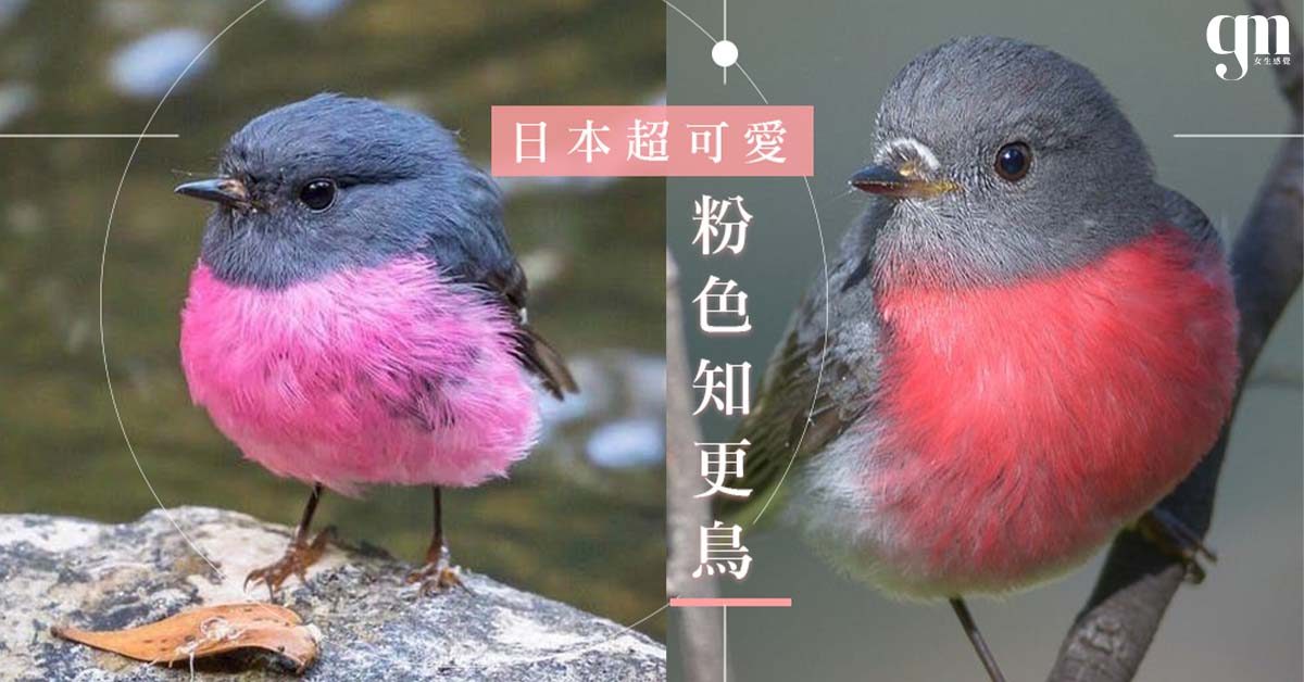 讓人少女心融化的Pink Robin！粉色肚肚＋質感灰色羽毛，原來世界上有這麼可愛的知更鳥！